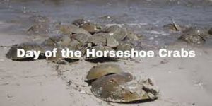 Horse shoe crabs piled on the beach