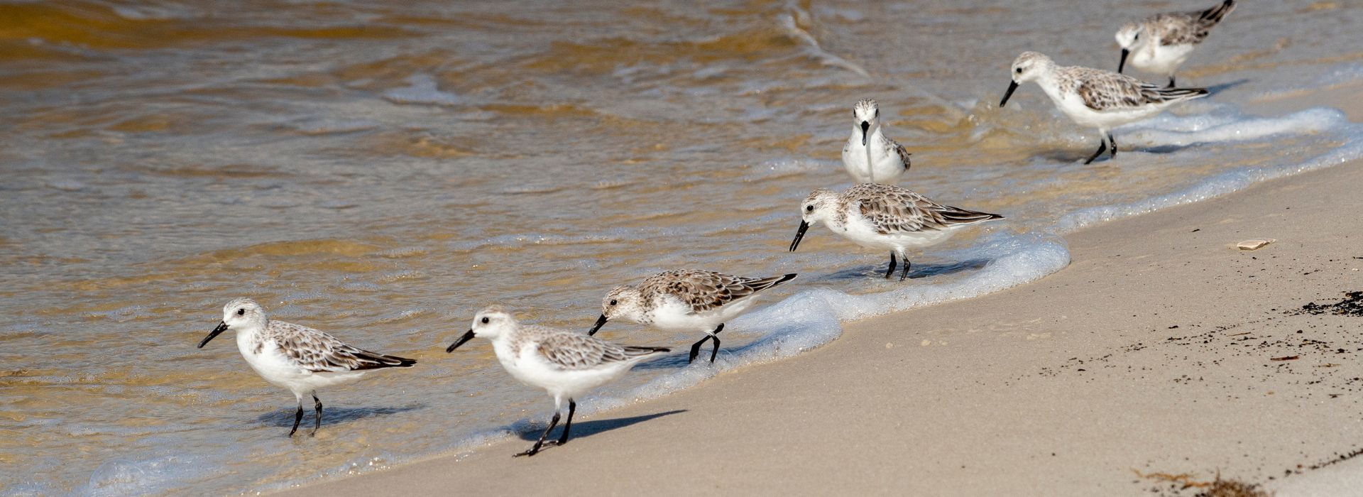 Semipalmated Sandpiper birds at the surf along the beach