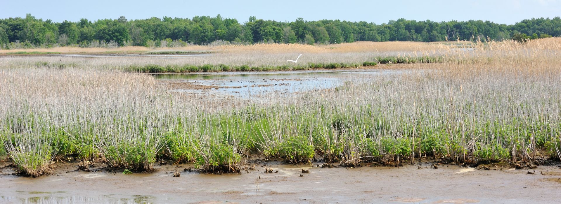 The marsh at Prime Hook National Wildlife Refuge