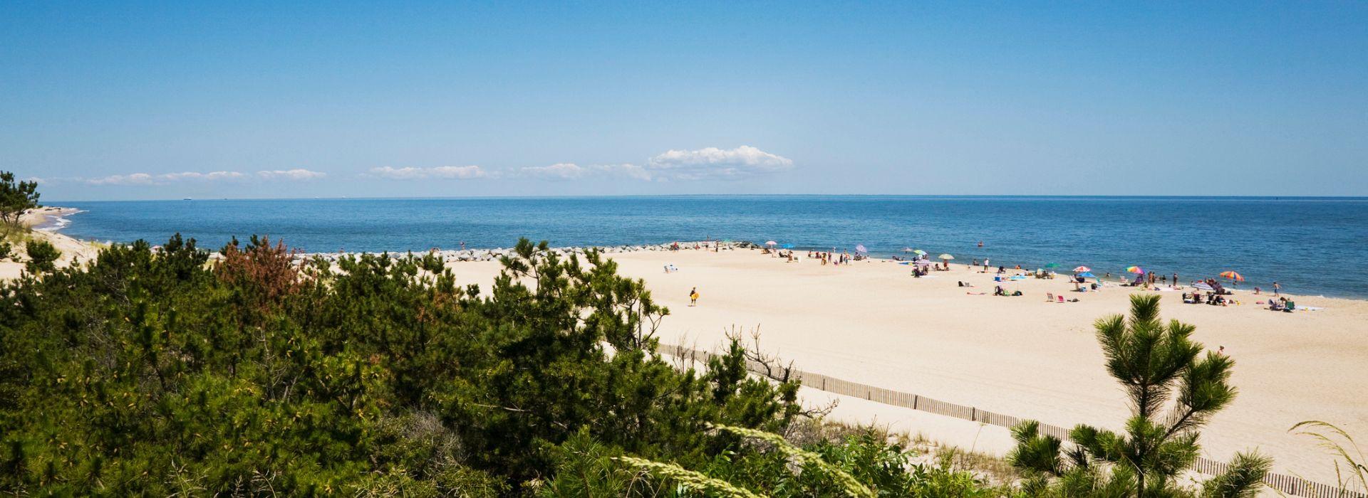 Overlooking treetops to the sandy beach at Cape Henlopen State Park on a sunny summer day. 