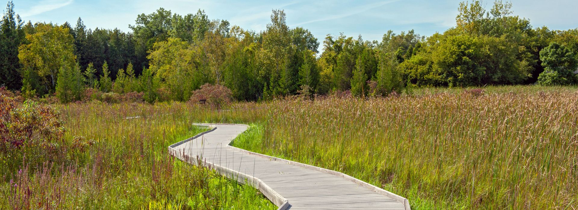 A boardwalk winds through a lush green marsh