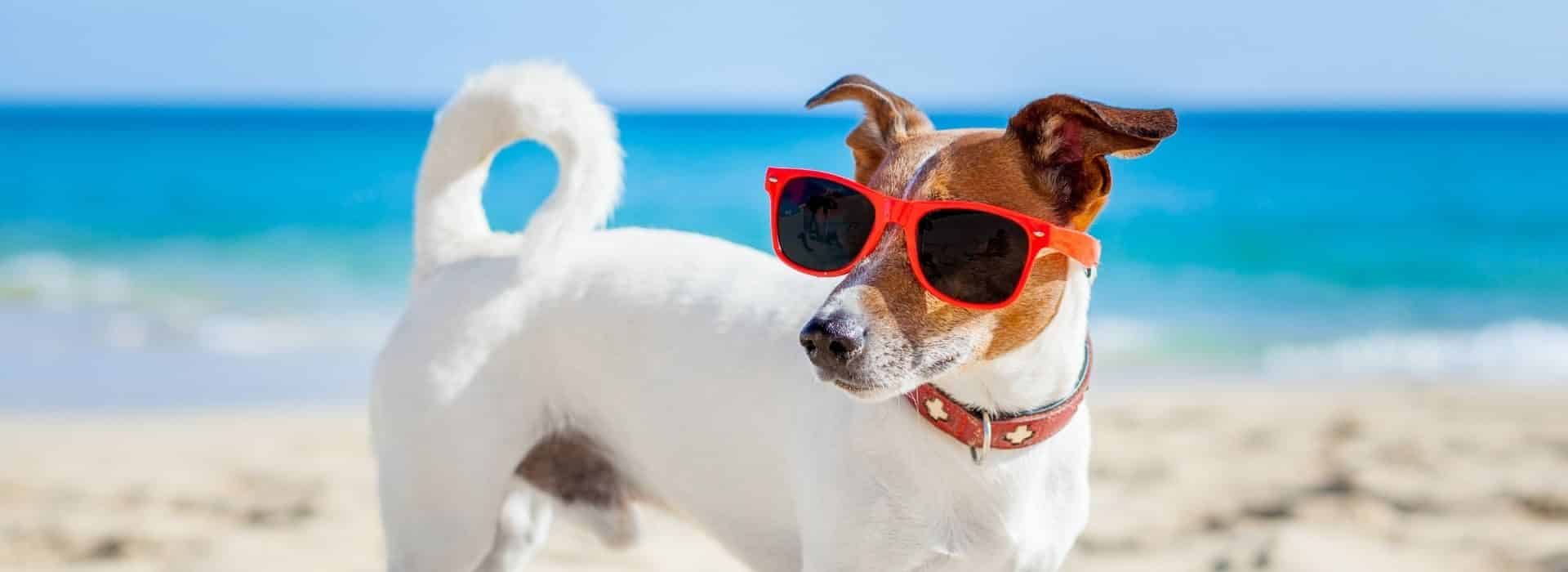 White terrier with brown spots wearing sunglasses on the beach