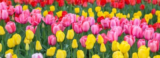 Rows of yellow, pink and red tulips