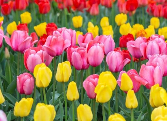 Rows of yellow, pink and red tulips