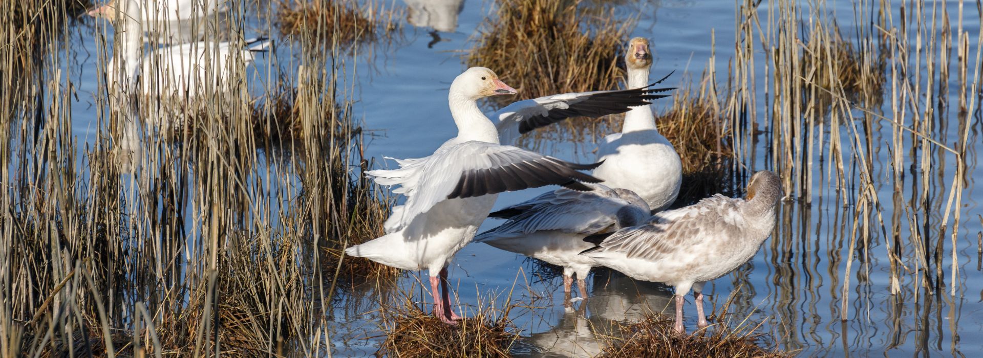 A flock of migrating snow geese resting in a grassy marsh