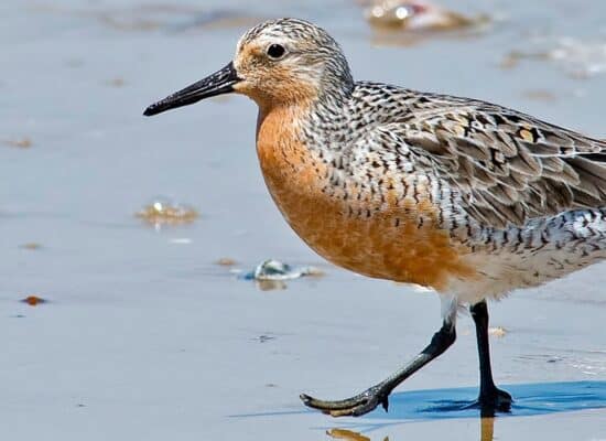 Red Knot bird walking on the wet sand