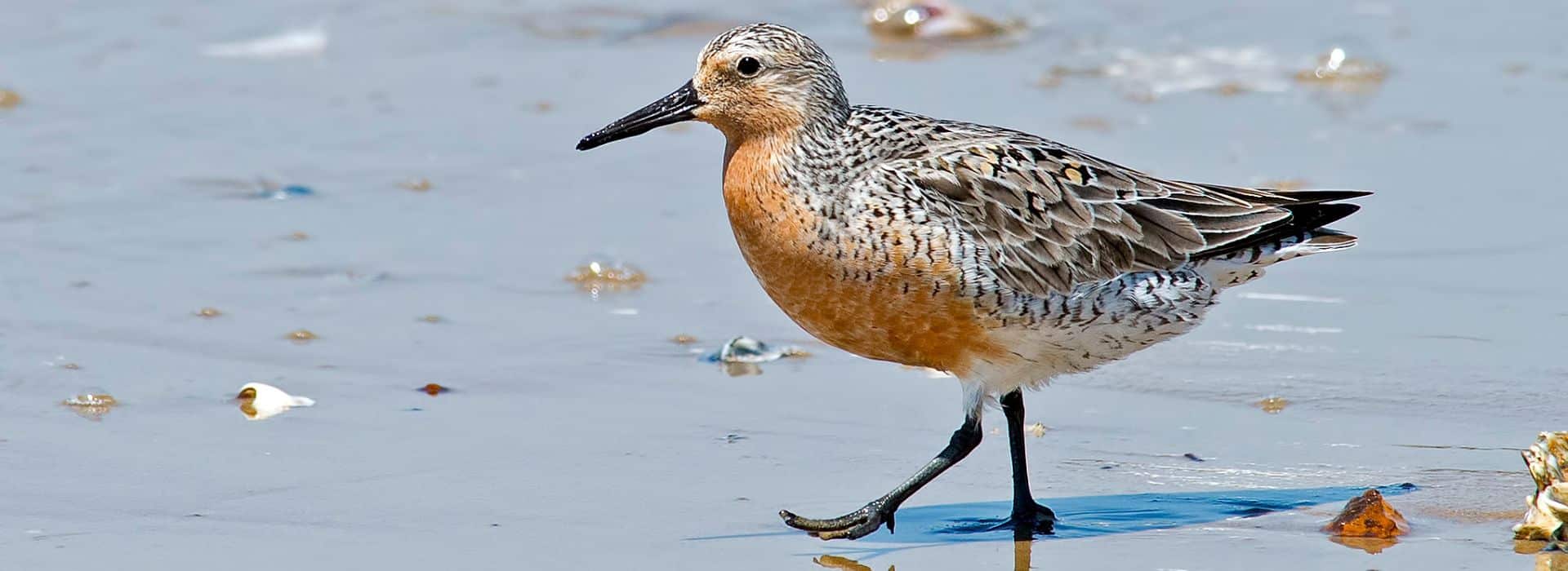 Red Knot bird walking on the wet sand