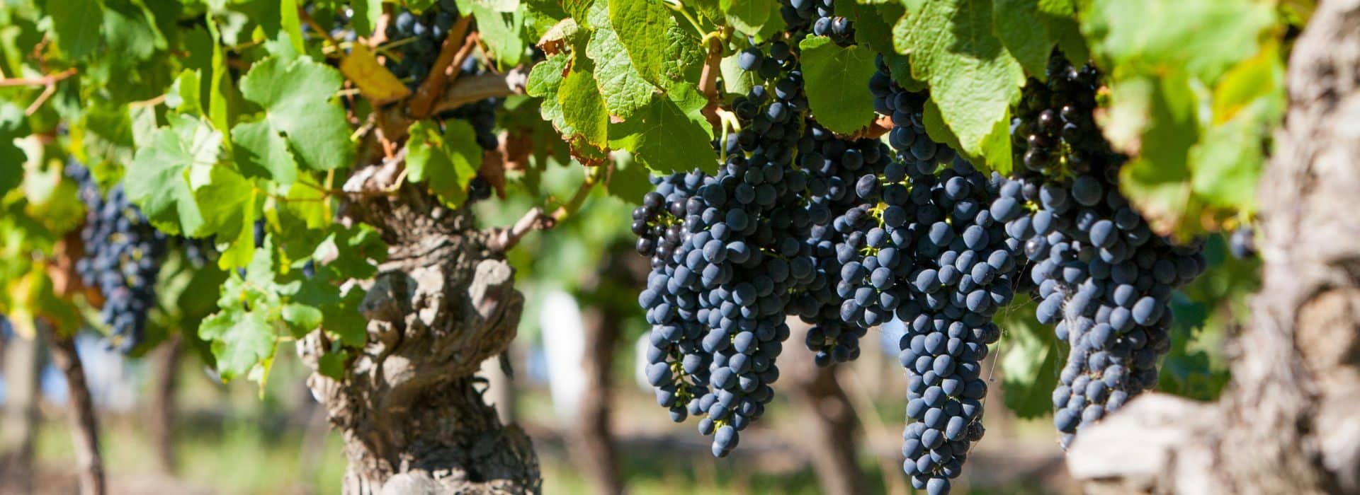 Grapes growing on a grapevine